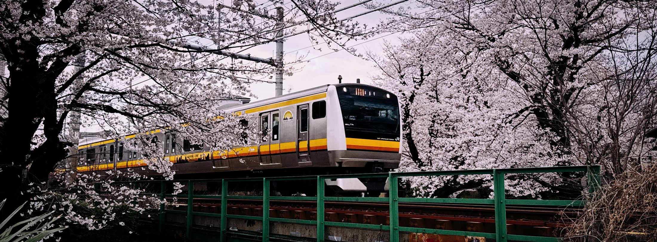 Train passing beneath cherry blossoms in Tokyo
