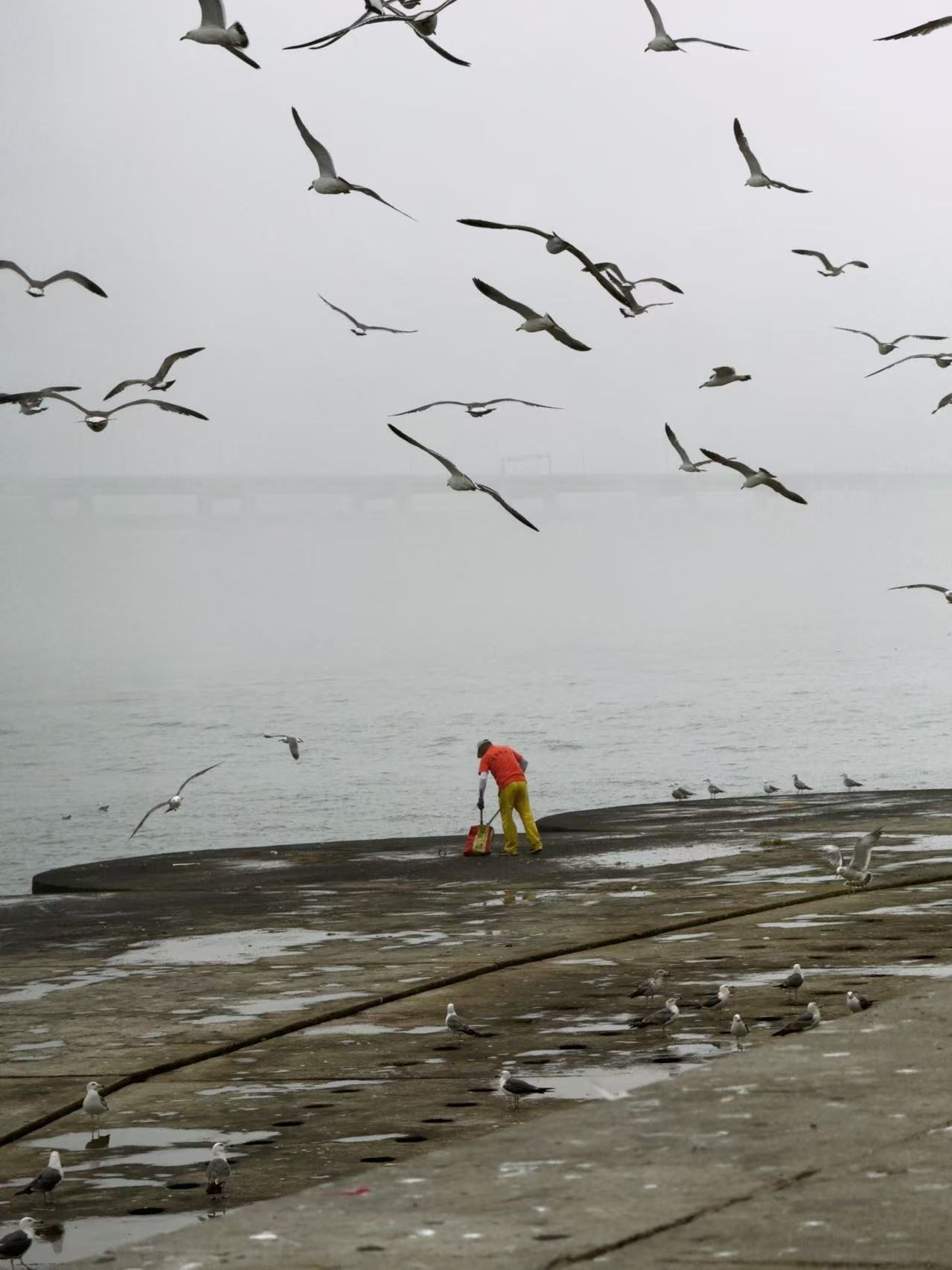 Seabirds circling over a quiet waterfront
