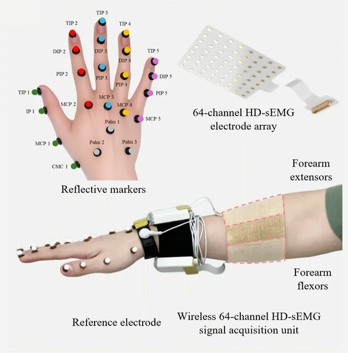 Reflective markers and forearm high-density sEMG acquisition hardware